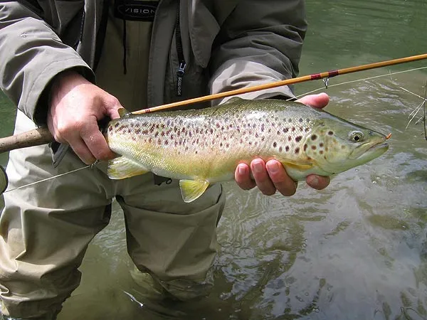 Test brownie - This my my largest fish of the day on the Test