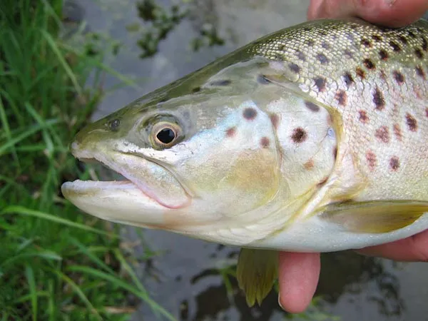 Test beauty - A real gem of a brown trout from the chalkstream the Test.
