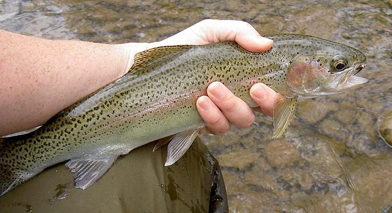Fishing in New York Gallery - Catskill Rainbow