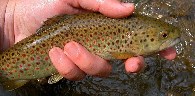 Fishing in New York Gallery - Wild Brown Trout, Catskills, NY