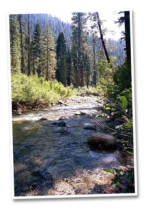 Rapid - A typical more rapid part of the Clarks Creek where the strem runs between the trees and over logs and boulders.
