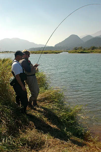 Leaning - Ole gives it all he has. We were into coho, chum and sockeye in this Harrison backwater.