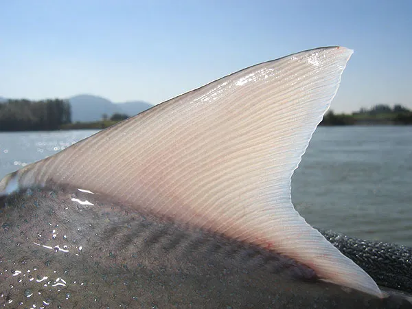 Sturgeon fin - This beautiful fin is found on the fascinating and in its own way very beautiful Frazer sturgeon.