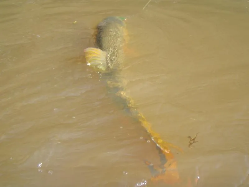 First show - A fish shows itself for the first time after the take. The fish is seen in the picture "Safely landed"