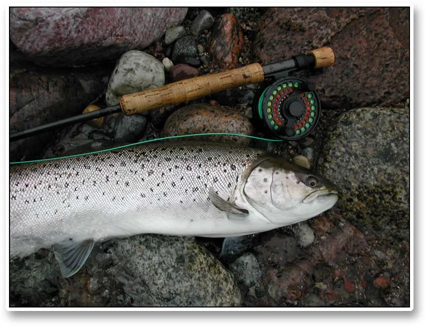 Kelt - A fish waiting to be released. Again a typical, slim kelt, which probably weighs about 2ý kilos, but should weigh 3ý. Compare with the rod, which is a 7 wt. Loomis IMX with a sturdy 85 mm Waldron reel.
