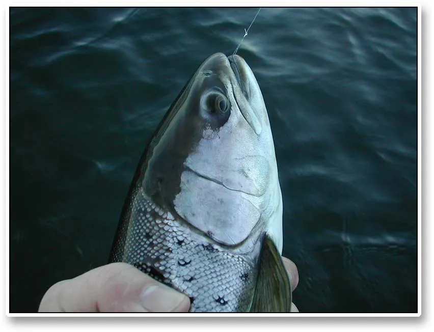 Fish - A typical post spawn fish. If you look at the head only, it's a beauty, but the rest of the fish is often skinny and worn.