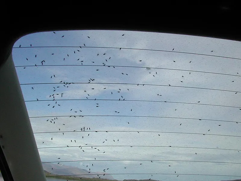 Mosquitoes! - The abundance of mosquitoes was amazing. These were harmless moquitoes that didn't do anything else than get in your ears, mouth, eyes and nose. Bad enough, but not too bad.