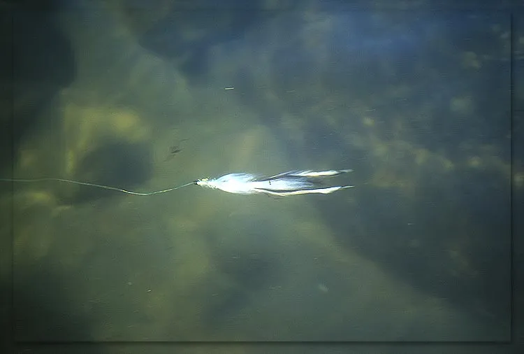 Collapsed Splayed Pike Fly - A big, fluffy, Splayed Pike Fly turns into a very slender profile in the water. This particular pattern has proved very easy to cast and very productive.
What the fish see, I don't know. I see a large, panicking, white grasshopper!