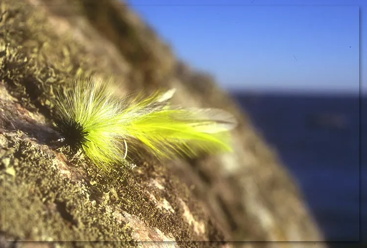 Chartreuse Splayed Pike Fly - A chartreuse Splayed Pike Fly with the beautiful Swedish water as a backdrop.