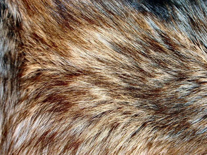 Fur patches - Fur is almost always welcome. This is silver fox
