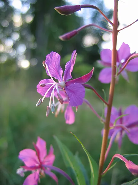 Streamside flowers -