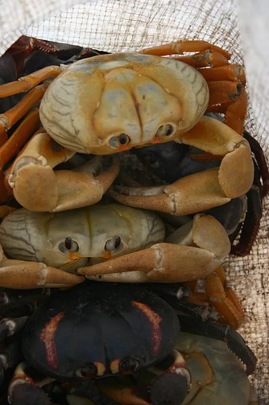 Crab meat - While it's still in the crabs, that is...