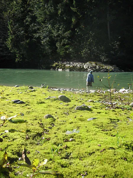 Hunting - Ole trying to prune out a coho from a deel bend in the ???.