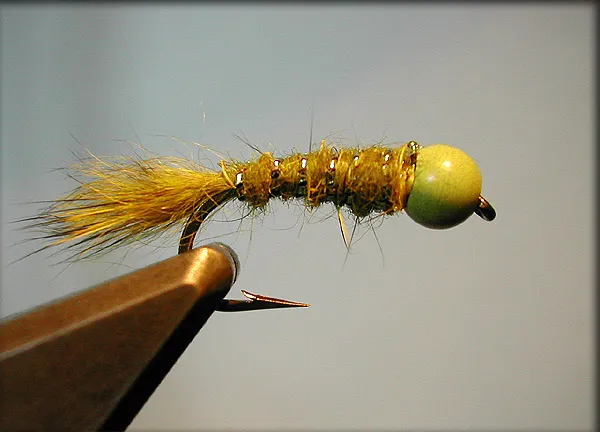 Picric Nymph -