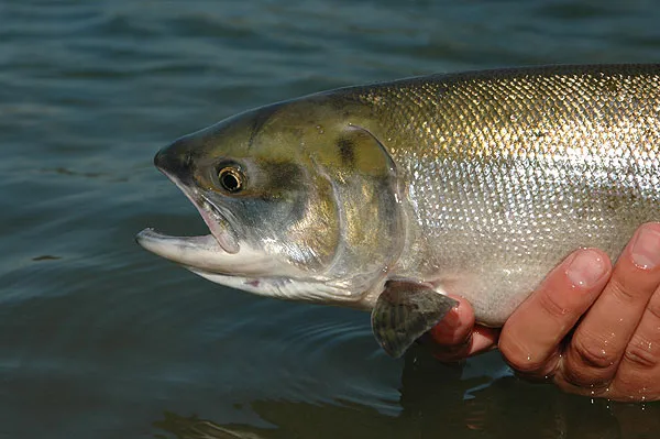 Coho - A fresh coho can be a beautiful fish.