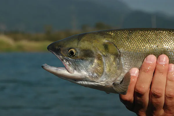 Greenish - This coho has started to develop a greenish tint over the back.