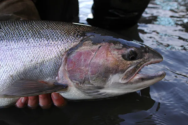 Steelhead - The magnificent steelhead. This head belongs to a 18-20 lbs. specimen - that's about 9-10 kilos for us metrically oriented.