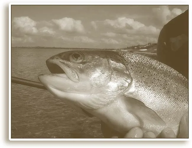 The business end - The nice end of a rainbow. The fish a usually in great condition and beautiful in head and body shape. Fins and tails are where they fail - bitten by kin in the cages.
