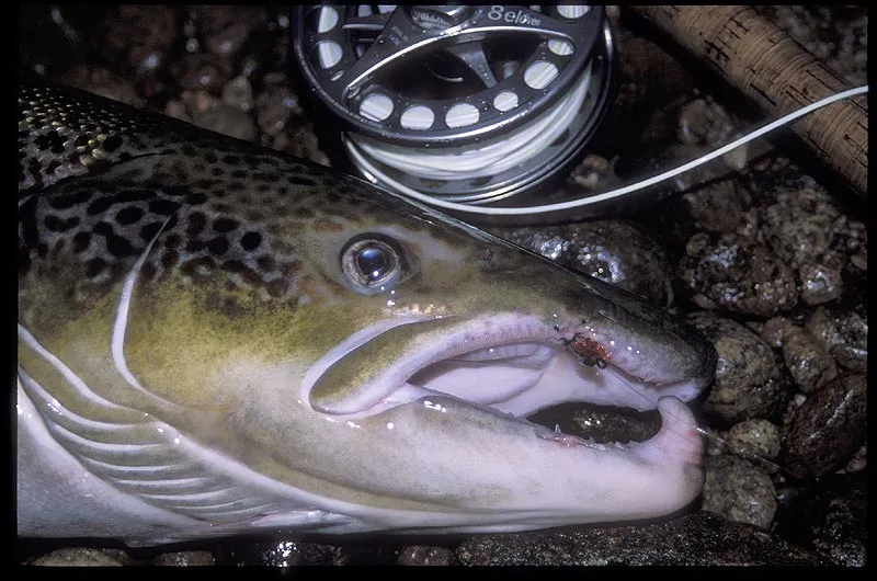 Big fish, small fly - This large male took a small red double salmon fly.
