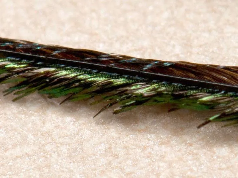 The raw herl - Peacock herl very close up. This is right out of the bag. <a href=\"pic.php?id=8305\">Compare to the steamed herl</a>