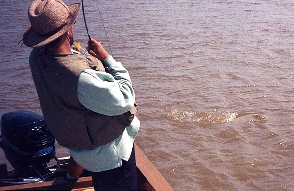 Fighting a dorado - Dorado in Victoria (Entre Rios, Argentina)