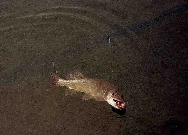 Pike - Pike in a lake in Valence, France