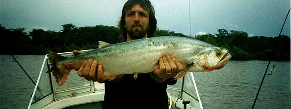 Chafalote - Chafalote (Cachorra, Payara) in Gualeguaychu (entre Rios, Argentina)