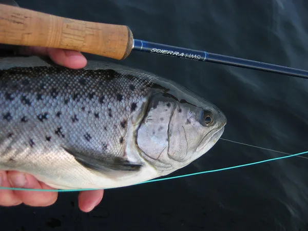 My own fish of the day - Not big, but the first one for 2007