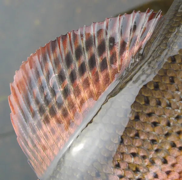 Details - Remember the beautiful details that many fish posess. Like this grayling dorsal fin.