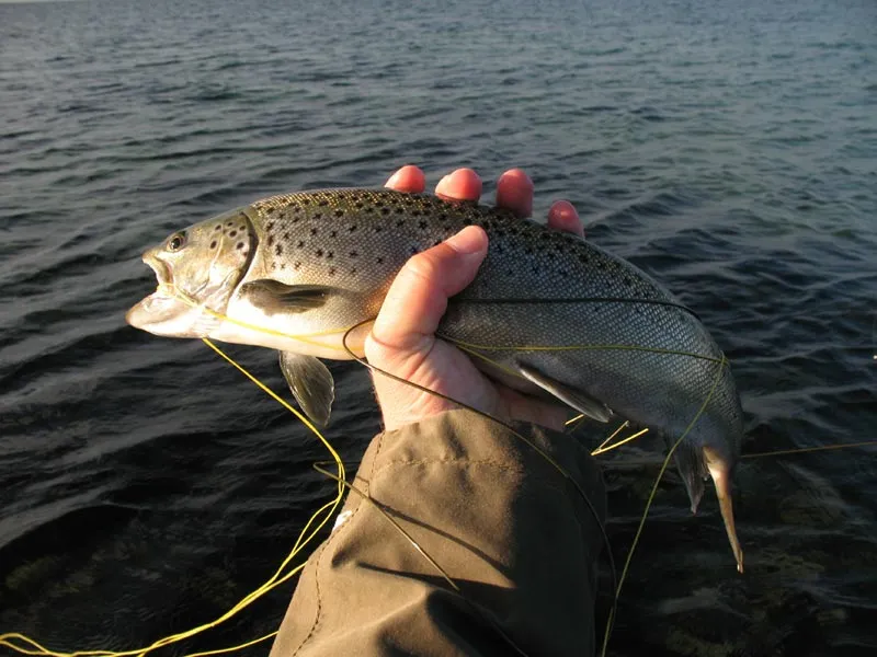 Colored male - In the autumn many fish are colored - typically brown or gray - as a sign of their preparation for the spawning run. Such fish are immediately released.