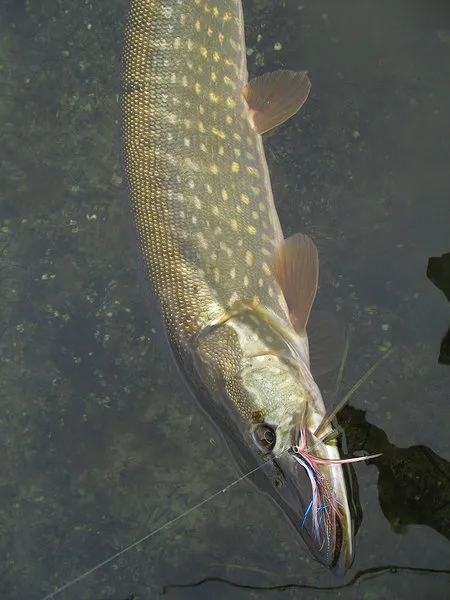 Read for the grip - Just as other fish, pike have a tendency to tip over on the side when they are tired.