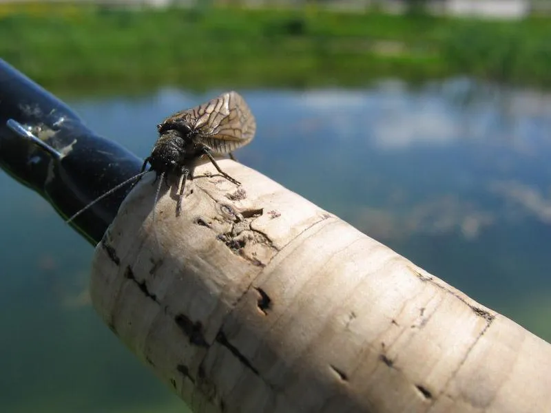 Alder fly IV -
