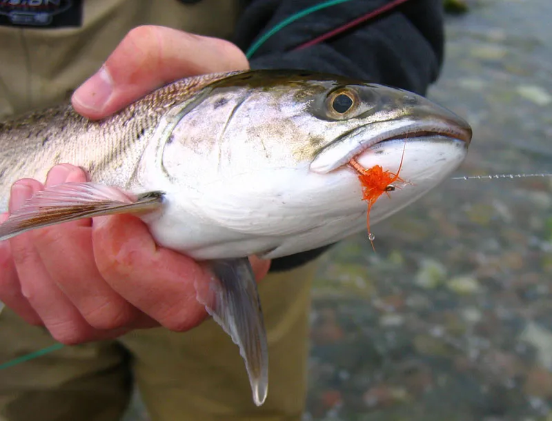 Winter fish - winter fly - The author with a winterly kelt, which fell for the simplified orange version