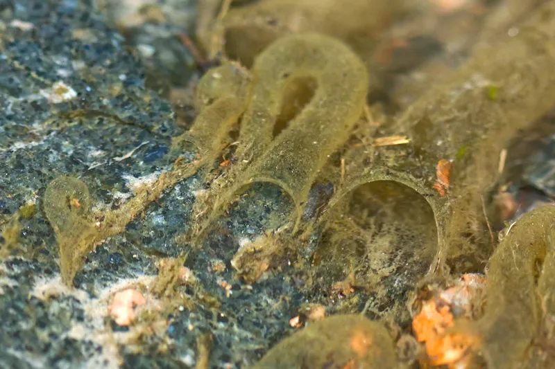 Former caddis housing - The larvae have left the building!