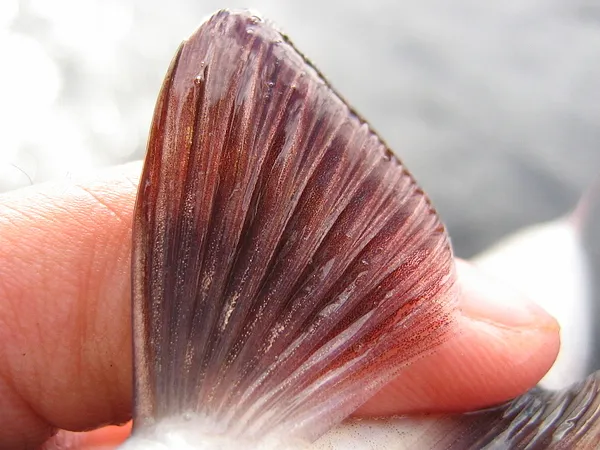 Grayling fin - They are indeed beautiful fish