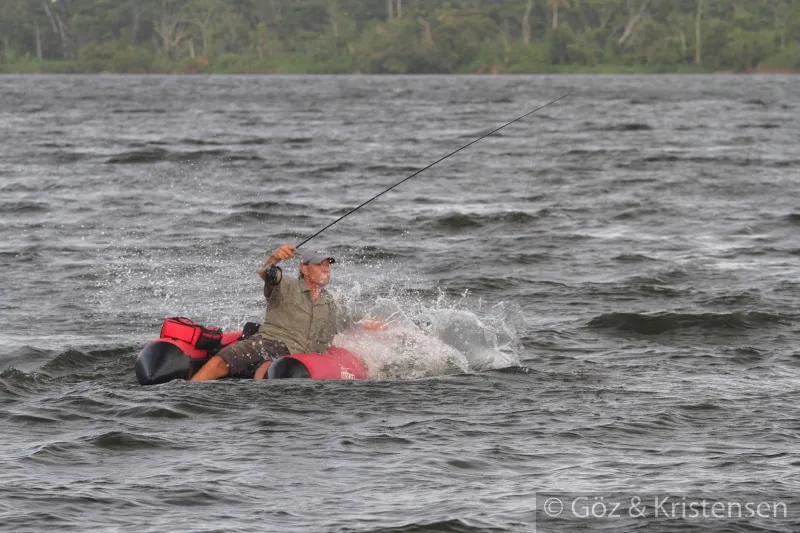 Hefty action - Landing a large tarpon from a small float tube can look rather dramatic - even from a distance