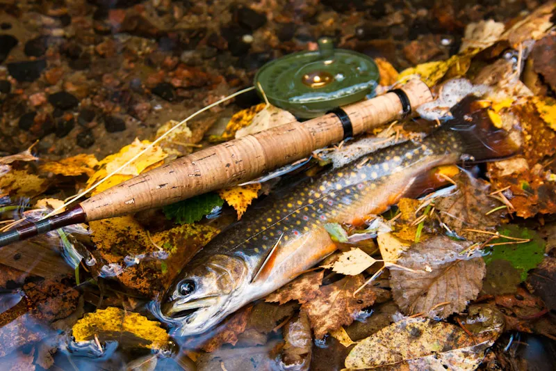 An autumn gem - A beautiful little char