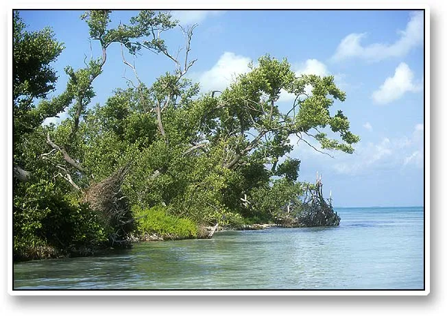 Island - The edge of a small idyllic island close to the tarpon flats. This is very typical: the trees grow on the beach and all the way into the water, leaving almost no terra firma for a poor fisherman. Most of these islands would be muddy, waterlogged and impossible to stand or walk on.