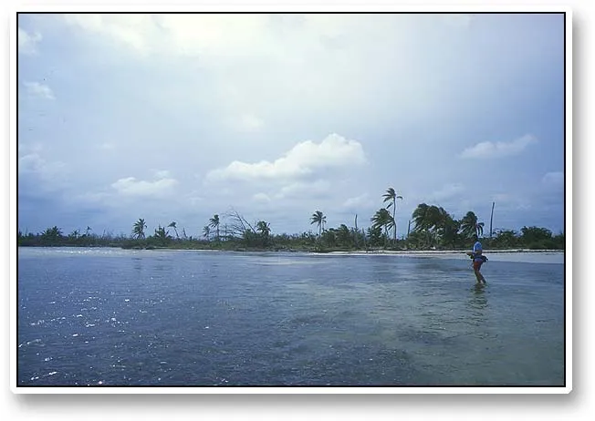 Wading - Jan wading a large flat north of the channel outside San Pedro. This area was very shallow and difficult to fish. We saw fish, but managed to snag of turtle grass in almost every cast no matter how light the fly. Bonefish do not like snags!