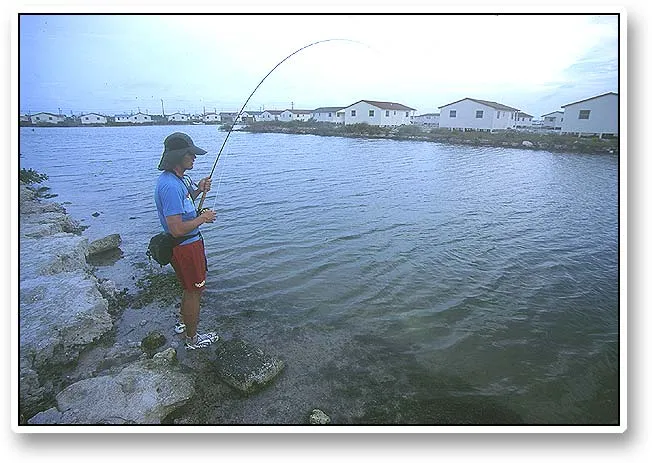 Jan's 'cuda, the fight - Jan had planned for this to happen as Kristian had several times spoken of a large barracuda in the channels by the barracks. At last he hooked it. He yelled and hollered in joy!