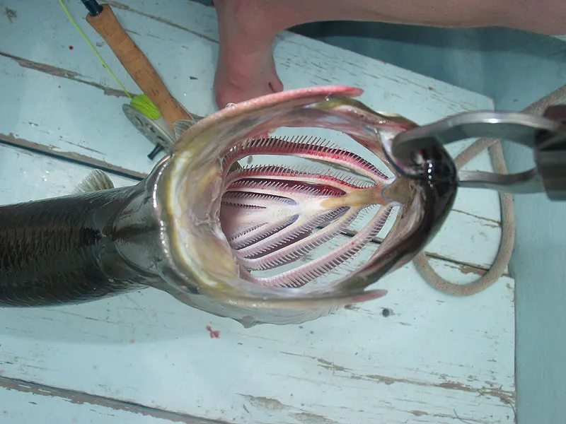 Jaws - A tarpon may not have teeht, but this is the gate to hell for any small baitfish even so!