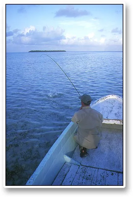 Kneeling - Kneeling down to prepare for landing a bonefish that has taken its runs. The last minute these fish are tired, and only able to seek to the bottom in the shallow water.
