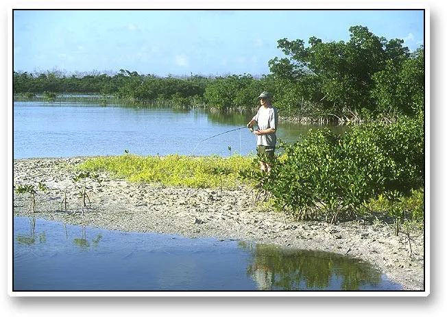 Lagune - Many small lagunes contain fish, and bonefish, barracuda and many other species roam these small, easily accessible waters.