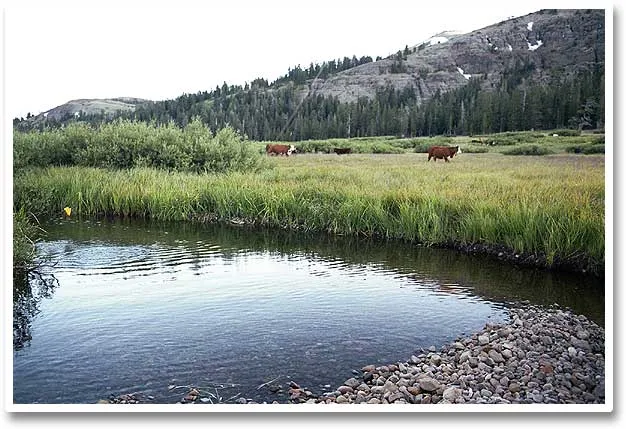Fish on! - The streams are small, but the fish are plenty. Here Martin has hooked one in a 'large' pool.