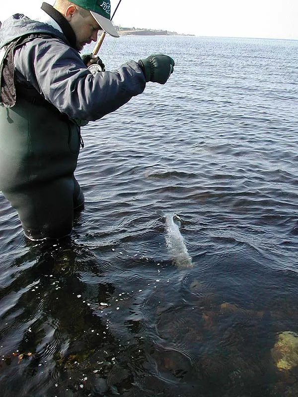 Grabbing the leader - Derek grabs the leader to get control over the fish before unhooking and releasing it. This is only a good idea with smaller and tired fish. Bigger fish might break the leader with a quick splash