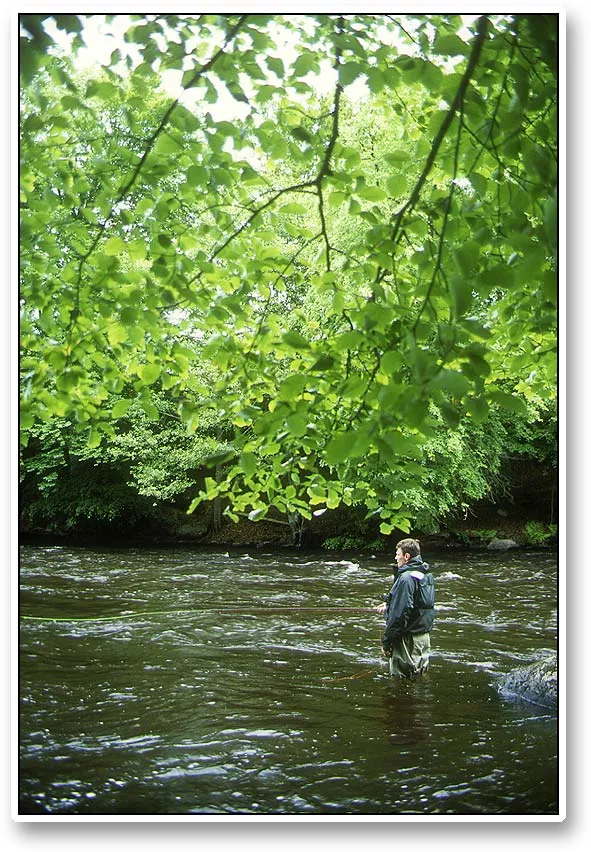 Foilage - Foilage can easily become your enemy if you cannot control your back casts. Two hand rods and Spey or underhand casts are a must to cover most of this river.