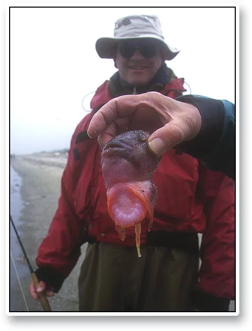 Lumpsucker - The head of a lumpsucker, which we found on the beach where someone cleaned the fish. The sucking disc is clearly visible.