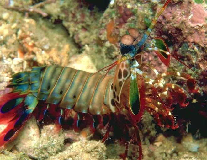 The real deal - A live Peacock Mantis Shrimp usually found in waters bordering Indonesia.