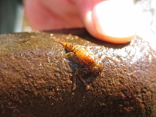 March Brown - The March Brown mayfly (<i>Stenonema sp.</i>) nymph on an Usk rock.