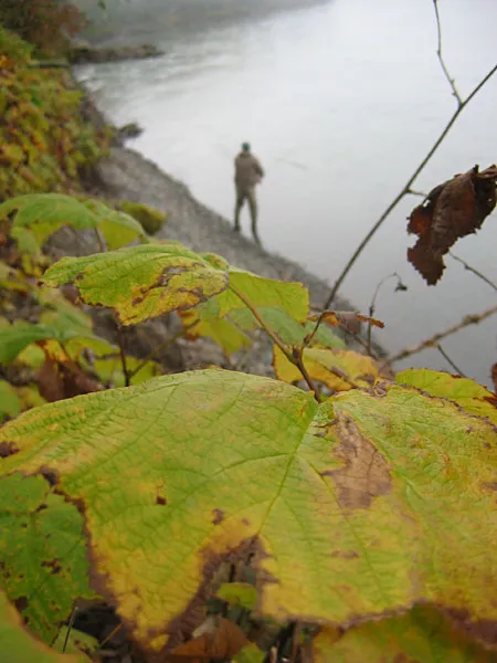 Autumn leaves - Autumn ambience on the banks of the mighty Skeena.